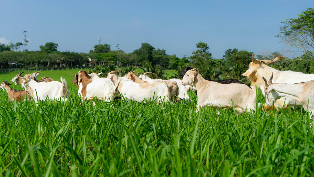 Kluang / Yong Peng / Batu Pahat