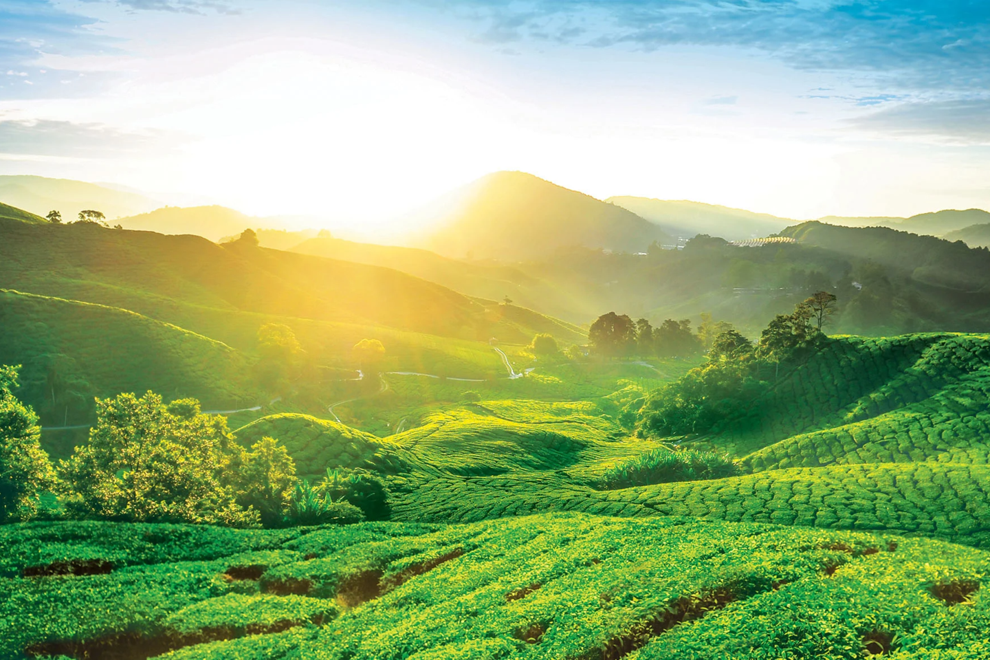 Cameron Highlands